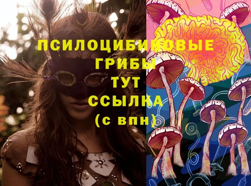 Псилоцибиновые грибы Cubensis  Новозыбков 